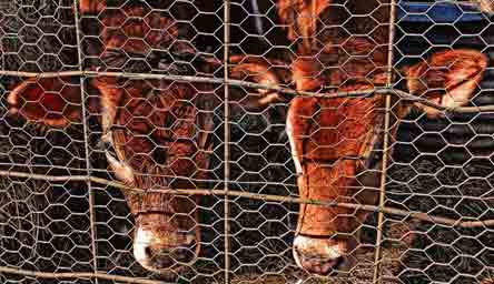 two Jersey cows looking through fencing photo