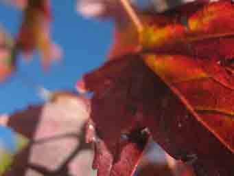 red maple leaves with depth and blue sky macro photo